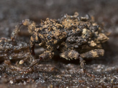 Roptoperus