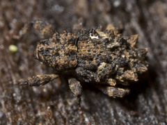 Roptoperus