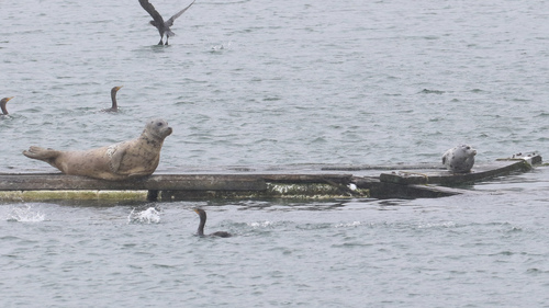 Harbor Seal photographed in Oregon