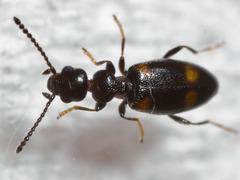 Pseudocyclodinus strictus
