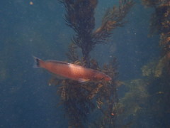 Halichoeres californicus