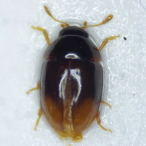 Stilbus oblongus