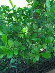 Ilex maximowicziana
