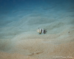 Iniistius aneitensis