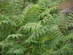Ailanthus altissima