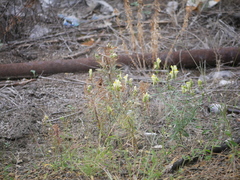 Linaria vulgaris