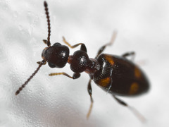 Pseudocyclodinus strictus