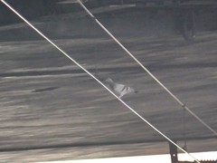 Columba livia domestica