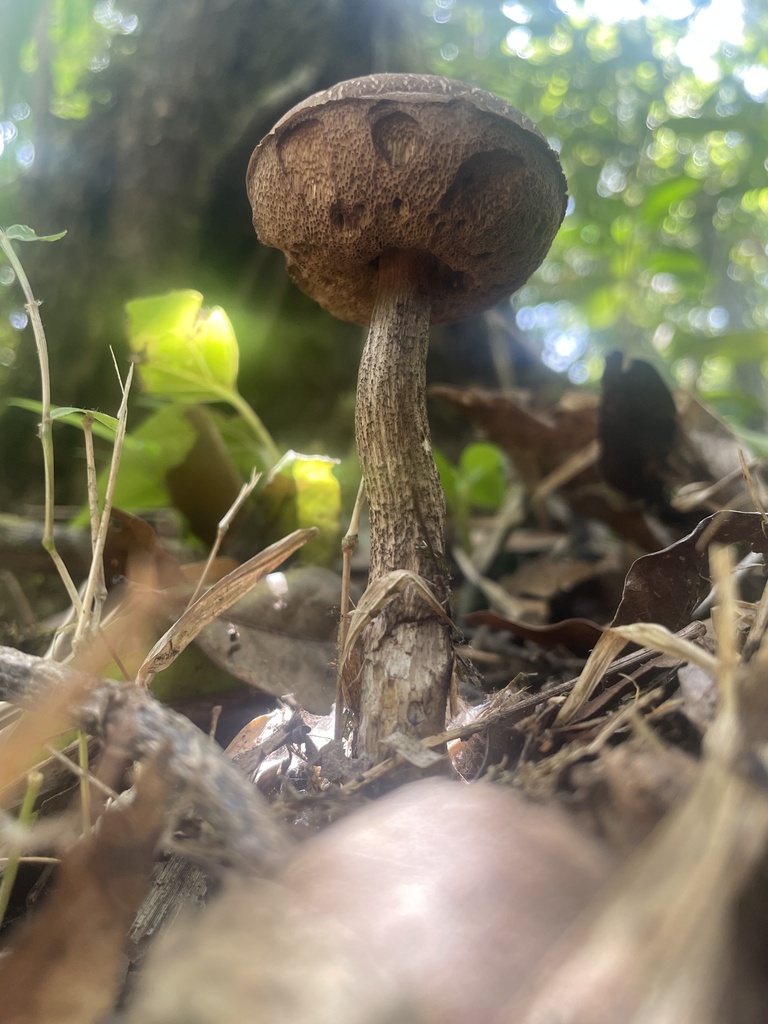 Leccinum talamancae