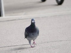 Columba livia domestica