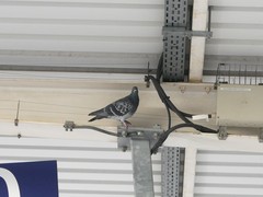 Columba livia domestica