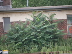 Ailanthus altissima