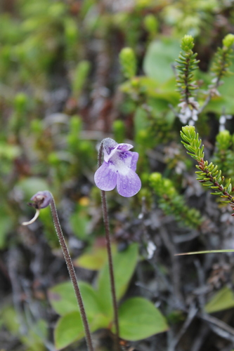 Common Butterwort