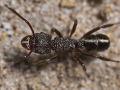 Rhytidoponera tasmaniensis