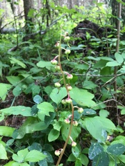 Pyrola asarifolia