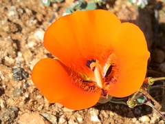 Calochortus kennedyi kennedyi