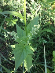 Chenopodiastrum hybridum