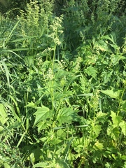 Chenopodiastrum hybridum