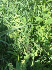 Chenopodiastrum hybridum