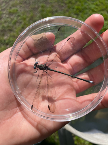 Great Spreadwing photo 6