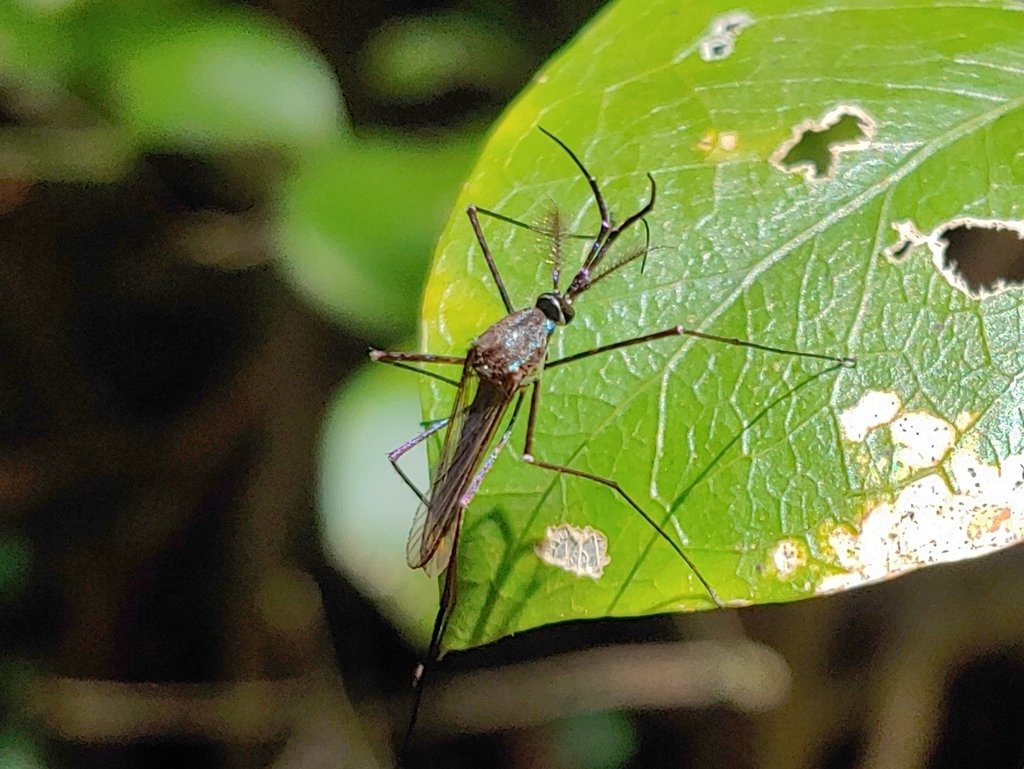Toxorhynchites portoricensis