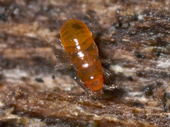 Ceratocombus