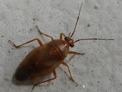 Alloeotomus simplus