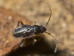 Ceratocombus