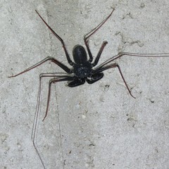 Paraphrynus carolynae