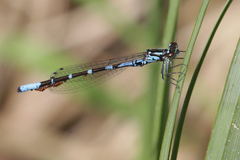 Coenagrion interrogatum