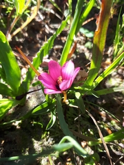 Moraea versicolor