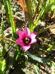 Moraea versicolor