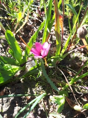 Moraea versicolor