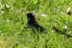 Melithreptus affinis