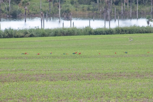 Red-and-green Macaw