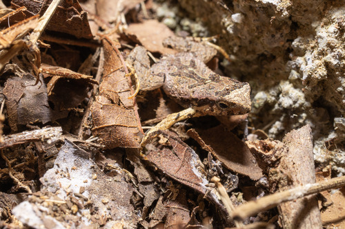 Santa Catharina Dwarf Frog, Physalaemus nanus