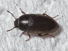 Archeocrypticus topali
