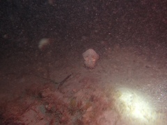 Sepioloidea lineolata