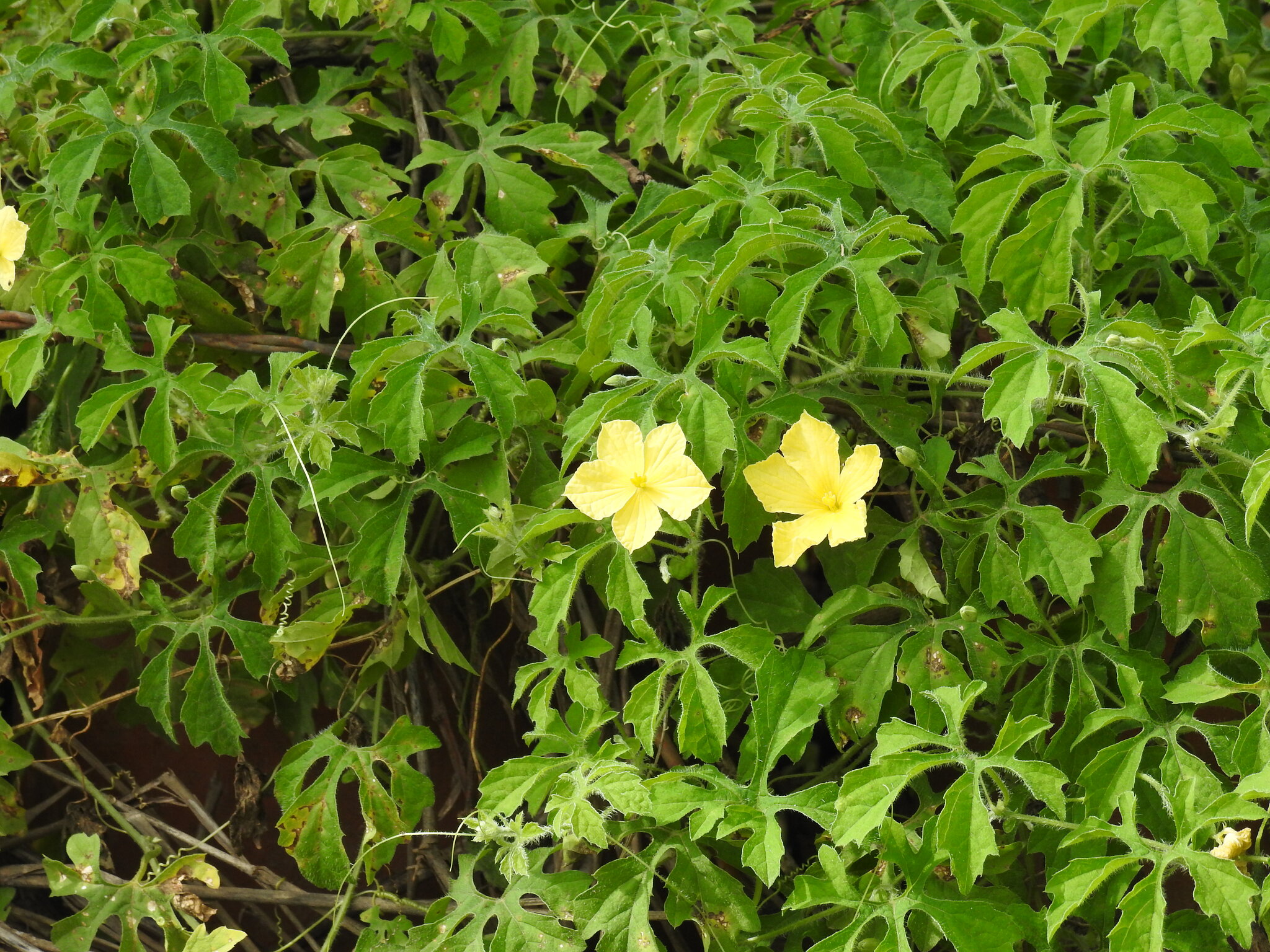 Momordica charantia