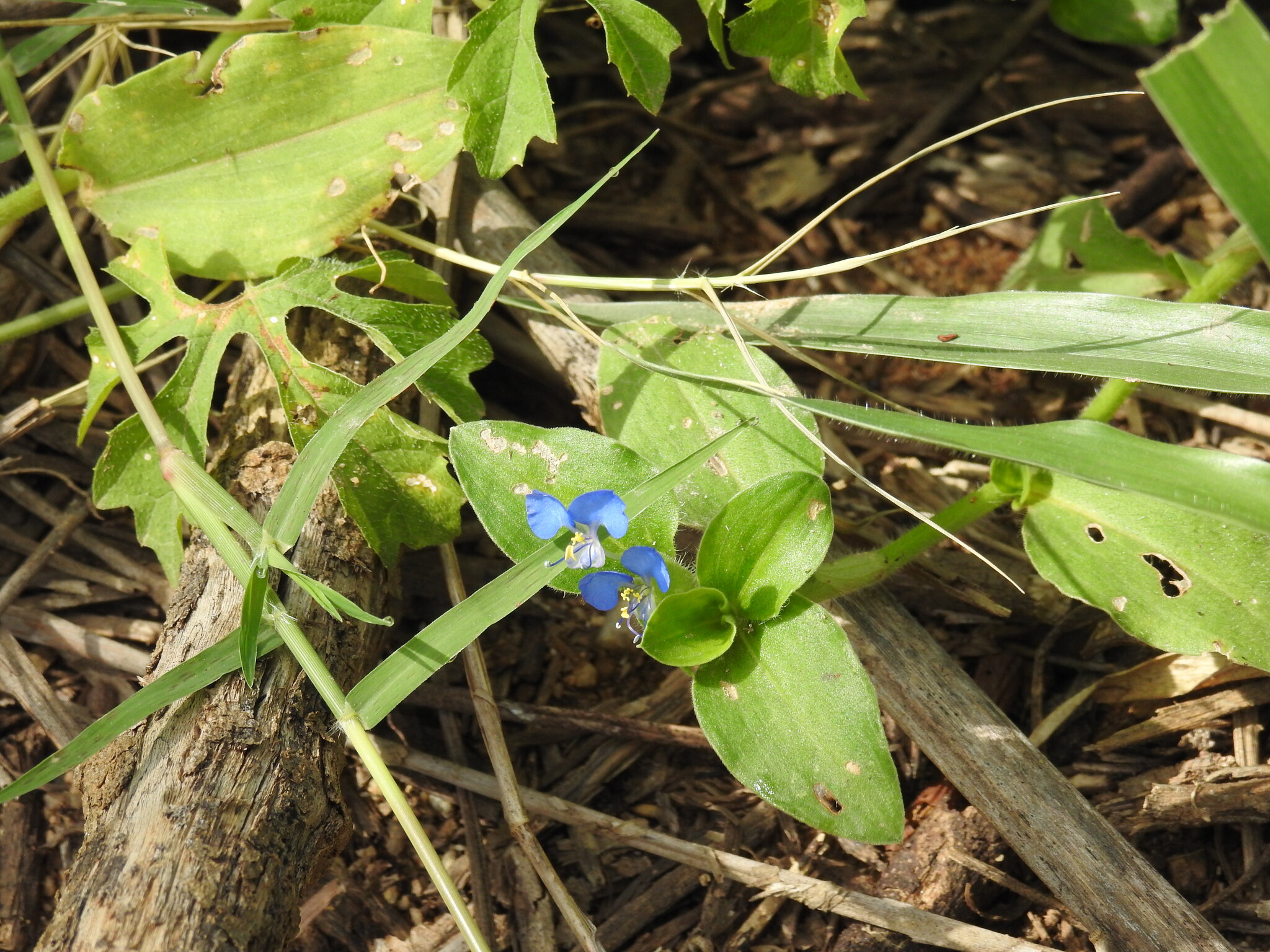 Commelina benghalensis