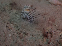 Sepioloidea lineolata