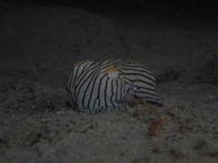 Sepioloidea lineolata