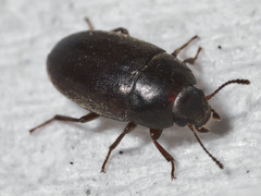 Archeocrypticus topali