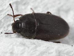 Archeocrypticus topali
