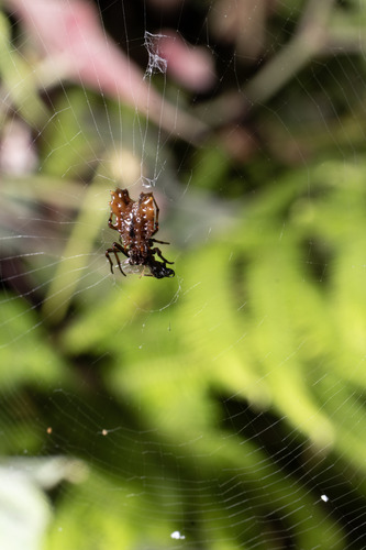 orb weavers