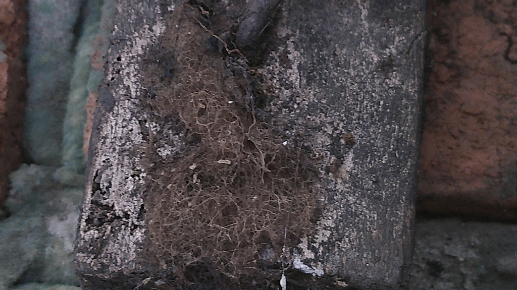 Coprinellus radians