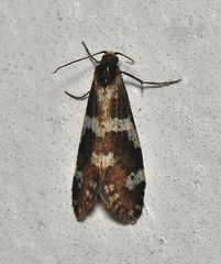 Lepidoscia tyrobathra