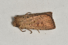 Cerastis punctosa