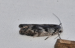 Lichenaula onychotypa