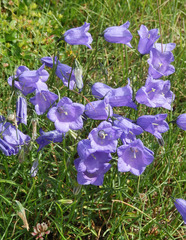 Campanula scheuchzeri